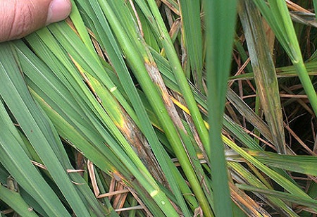 どのように水田作物のための最高の肥料を選択するには?