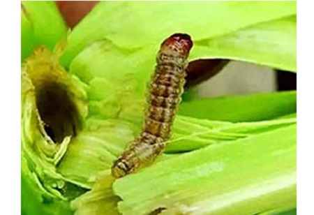 Emamectin Benzoate 5を正しく使用する方法?