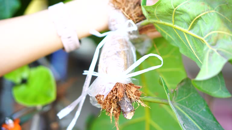 /uploads/image/2025/06/16/amino-acid-fertilizer-for-plants52.jpg amino-acid-fertilizer-for-plants52.jpg