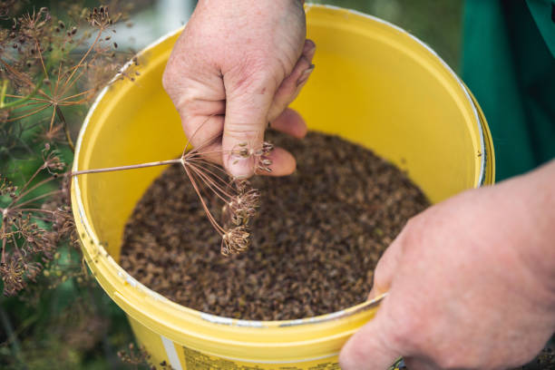 /uploads/image/2025/06/16/amino-acid-fertilizer-for-plants62.jpg amino-acid-fertilizer-for-plants62.jpg