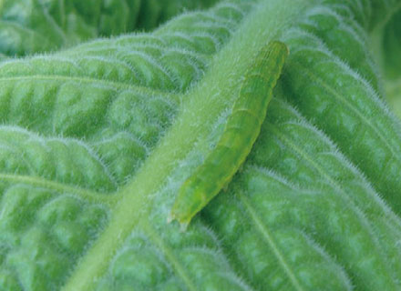 tobacco budworm