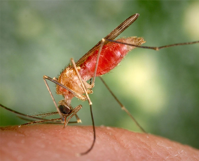 蚊のための殺虫剤