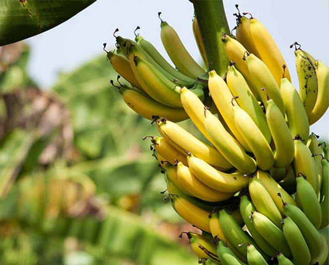 バナナのための殺虫剤