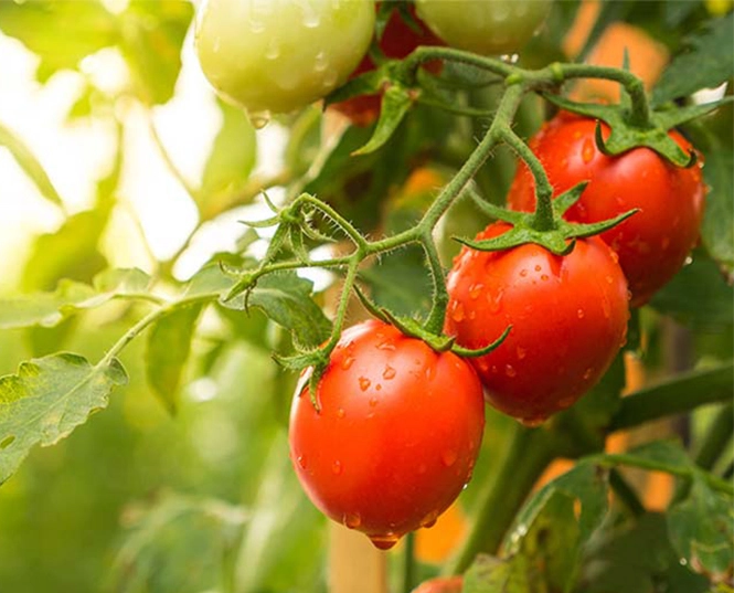 トマト用殺虫剤