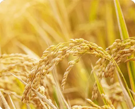 生体刺激剤は穀物の充填と品質を向上させます
