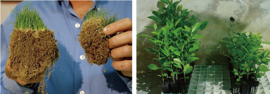 Arpha Gold<ALIMT >®</ALIMT> – Utilizing Beneficial Fungi for Sustainable Farming Arpha Gold<ALIMT >®</ALIMT> – Utilizing Beneficial Fungi for Sustainable Farming