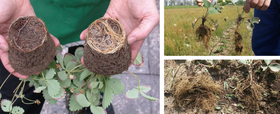 Arpha Gold<ALIMT >®</ALIMT> – Utilizing Beneficial Fungi for Sustainable Farming Arpha Gold<ALIMT >®</ALIMT> – Utilizing Beneficial Fungi for Sustainable Farming