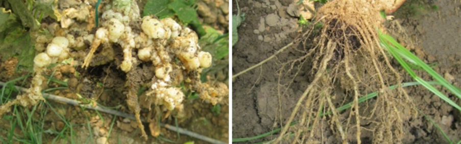 Arpha Gold<ALIMT >®</ALIMT> – Utilizing Beneficial Fungi for Sustainable Farming Arpha Gold<ALIMT >®</ALIMT> – Utilizing Beneficial Fungi for Sustainable Farming