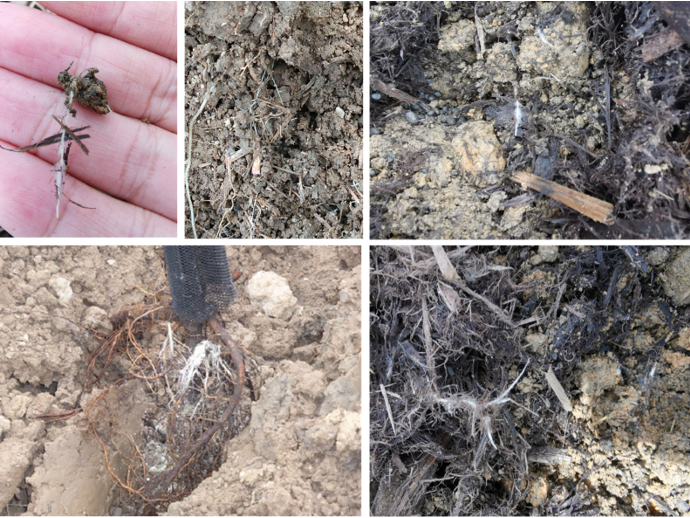 Arpha Gold<ALIMT >®</ALIMT> – Utilizing Beneficial Fungi for Sustainable Farming Arpha Gold<ALIMT >®</ALIMT> – Utilizing Benefi持続可能な農業のためのcial Fungi