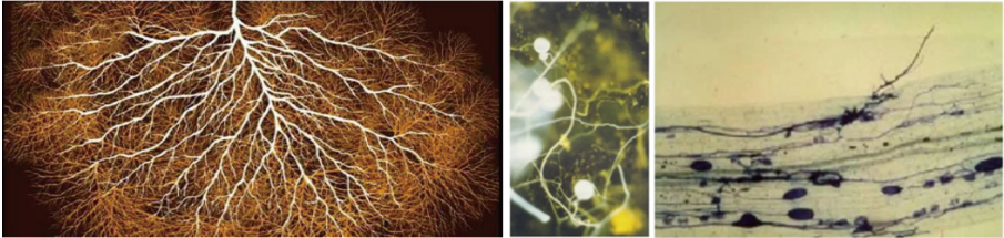 Arpha Gold<ALIMT >®</ALIMT> – Utilizing Beneficial Fungi for Sustainable Farming Arpha Gold<ALIMT >®</ALIMT> – Utilizing Beneficial Fungi for Sustainable Farming