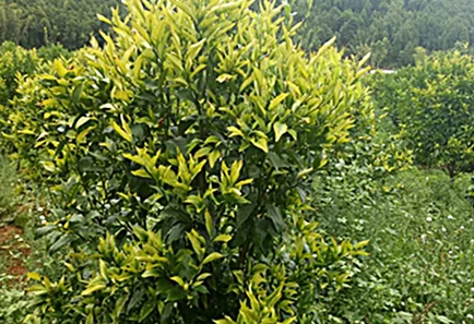 世界の柑橘類産業は病気と気候の課題に直面しています