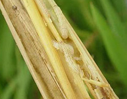 rice stem borer
